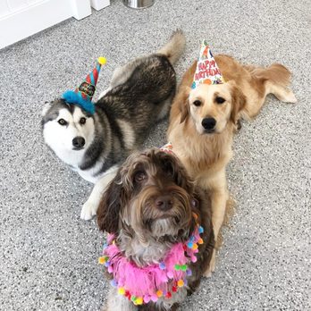 Pack Method Prep - PMP even threw Walter a birthday party - Pet Training Near Me - San Diego, California Pack Method Prep - PMP even threw Walter a birthday party - Pet Training Near Me - San Diego, California