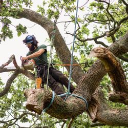 Villagran Tree Service
