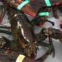 Turner Lobsters