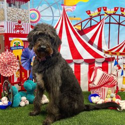 Camp Bow Wow