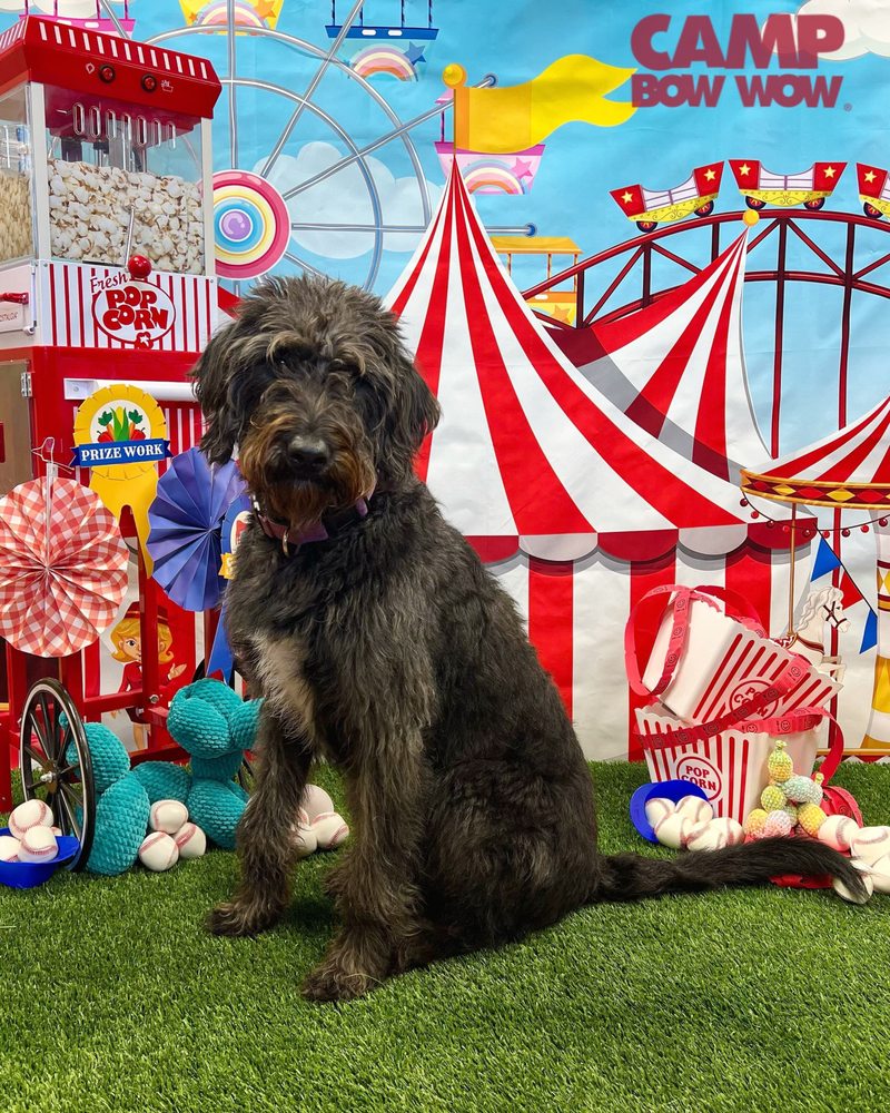 Camp Bow Wow - pet boarding facility in Waukesha, WI