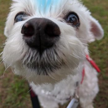 Dog On It Training and Grooming - The grooming services are amazing! This is my Maltese who had a blue dog safe dye for our baby shower. - Pet Training Near Me - Grovetown, Georgia Dog On It Training and Grooming - The grooming services are amazing! This is my Maltese who had a blue dog safe dye for our baby shower. - Pet Training Near Me - Grovetown, Georgia