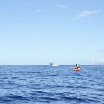 Maui Kayak Adventures - Maui Kayak Adventures...humpback whale breaching - Rafting/Kayaking Near Me - Kihei, Hawaii Maui Kayak Adventures - Maui Kayak Adventures...humpback whale breaching - Rafting/Kayaking Near Me - Kihei, Hawaii