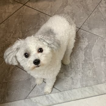 DPC Veterinary Hospital - Leah 2 yrs old. Leah loves Dr Feldt and staff. - Veterinarians Near Me - Davie, Florida DPC Veterinary Hospital - Leah 2 yrs old. Leah loves Dr Feldt and staff. - Veterinarians Near Me - Davie, Florida