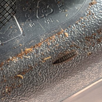 Petco - Weird insect and what I believe to be parasites that came with my dubia roaches. - Pet Training Near Me - Asheville, North Carolina