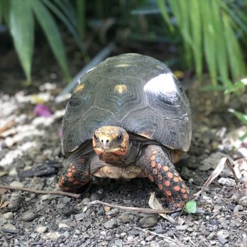 Sugar Apple - Tortoise resident - Breakfast & Brunch Near Me - Christiansted, Virgin Islands Sugar Apple - Tortoise resident - Breakfast & Brunch Near Me - Christiansted, Virgin Islands