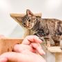 Photo of All Pets Considered