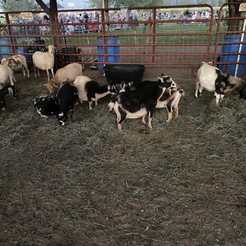 Anderson Farms - This is the petting farm - Farms Near Me - Erie, Colorado Anderson Farms - This is the petting farm - Farms Near Me - Erie, Colorado