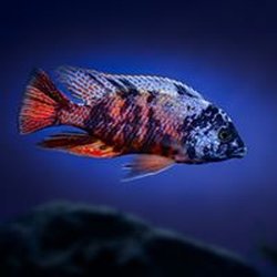 South East Cichlids