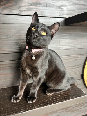 Whiskers & Wine Cat Cafe by null