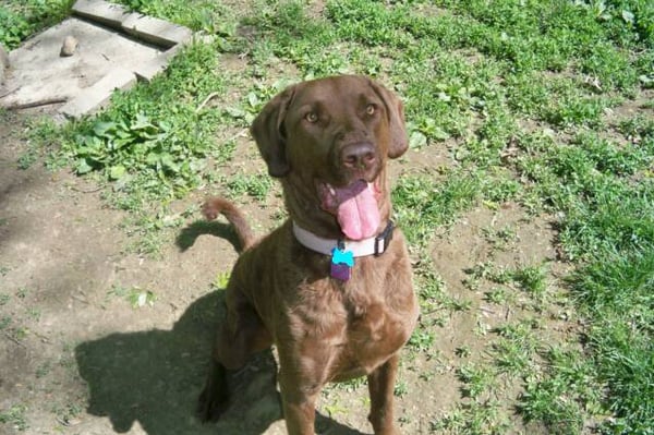 Tlc Pet Cottage 8390 Morris Rd Hilliard Oh Boarding Kennels