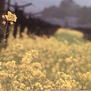 Vignette Consignment & Design - Mustard field picture on canvas - Home & Garden Near Me - Sonoma, California