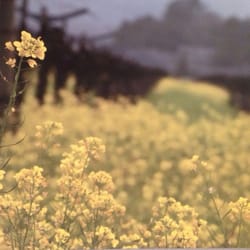 Vignette Consignment & Design - Mustard field picture on canvas