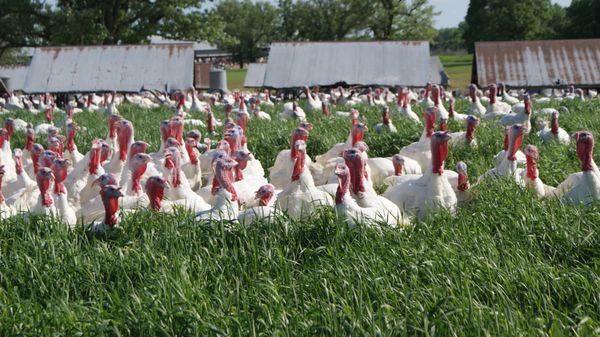 Ferndale Market by null