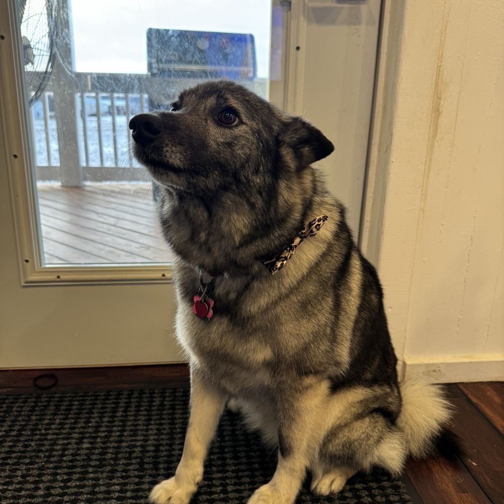 Pet Supplies Plus Muncie - Pet Groomers Near Me - Muncie, Indiana