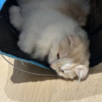 Cat Café MOFF - Themed Cafes Near Me - Honolulu, Hawaii Cat Café MOFF - Themed Cafes Near Me - Honolulu, Hawaii