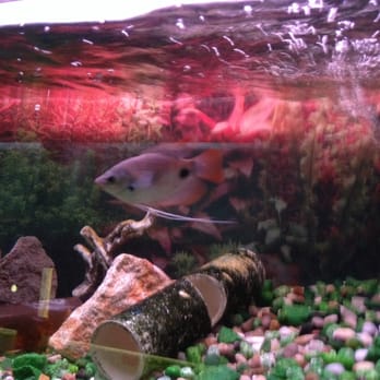 Tom's Tropical Fish - Gourami - Local Fish Stores Near Me - Long Beach, California Tom's Tropical Fish - Gourami - Local Fish Stores Near Me - Long Beach, California