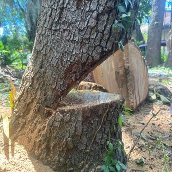 Vision Landscape and Tree Service - Ready to come down - Tree Services Near Me - Jacksonville, Florida Vision Landscape and Tree Service - Ready to come down - Tree Services Near Me - Jacksonville, Florida