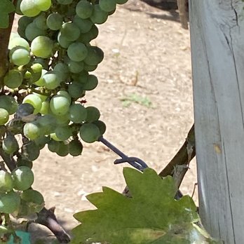 Malibu Discovery - a bunch of grapes growing on a vine - Wineries Near Me - Santa Monica, California Malibu Discovery - a bunch of grapes growing on a vine - Wineries Near Me - Santa Monica, California