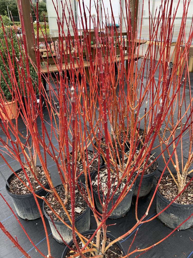 KIRBY PLANTS 26 Photos 7234 Oak Ridge Hwy, Knoxville, Tennessee Nurseries & Gardening