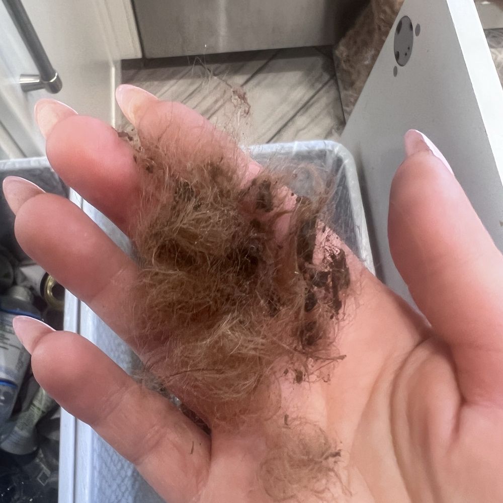 Glam Fur Spa Grooming Studio - Also I checked my dogs ears and not properly cleaned and this is from just one ear - Pet Groomers Near Me - Mission Hills, California