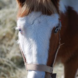 Country Critters Farm - Wildfire