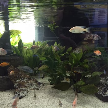Aquariums Unlimited - Cichlid display tank - Aquarium Services Near Me - Virginia Beach, Virginia Aquariums Unlimited - Cichlid display tank - Aquarium Services Near Me - Virginia Beach, Virginia