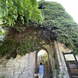 Karlsö Jagt-och Djurskyddsförenings - Olaf church ruins