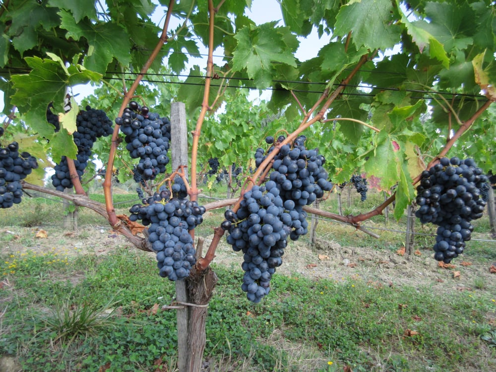 Solise Wine Ventures - vineyard in San Francisco, CA