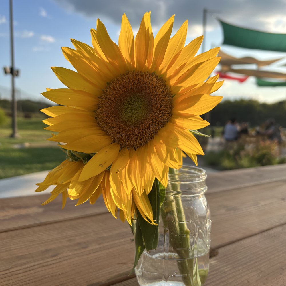The Acres - a sunflower in a mason jar - Mini Golf Near Me - Cincinnati, Ohio The Acres - a sunflower in a mason jar - Mini Golf Near Me - Cincinnati, Ohio