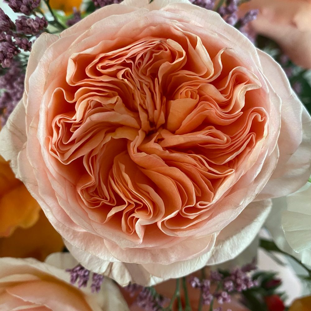 Inblume - Such a stunning rose. - Home & Garden Near Me - Burbank, California Inblume - Such a stunning rose. - Home & Garden Near Me - Burbank, California
