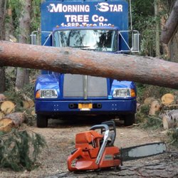 Morning Star Tree - THOU SHALL NOT PASS!