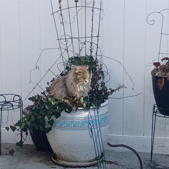 Happy Cat Sanctuary - Fluffy - Animal Shelters Near Me Happy Cat Sanctuary - Fluffy - Animal Shelters Near Me