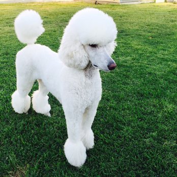 Muddy Paws OC - Winter groomed by Tara - Pet Groomers Near Me - Orange, California Muddy Paws OC - Winter groomed by Tara - Pet Groomers Near Me - Orange, California