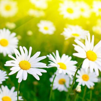 Sturges Funeral and Cremation Service - Funeral Services & Cemeteries Near Me - Delmar, New York Sturges Funeral and Cremation Service - Funeral Services & Cemeteries Near Me - Delmar, New York