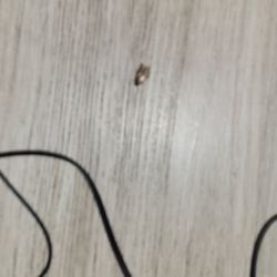 Motel 6 - Dead cockroach
