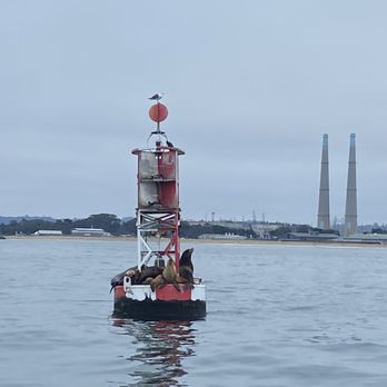 Fast Raft Ocean Safaris - Whale Watching Tours Near Me - Monterey, California