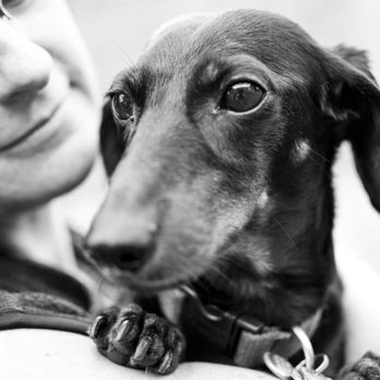 Woofs 'n Whiskers - Pet Groomers Near Me - Brooklyn, New York Woofs 'n Whiskers - Pet Groomers Near Me - Brooklyn, New York