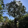 Arbor Spirit Tree Care
