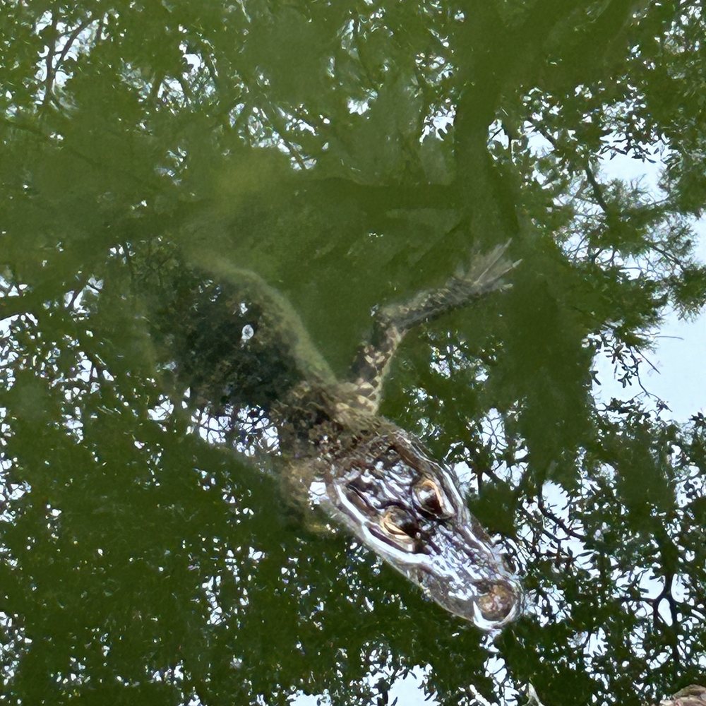 Small alligator  in the tributary. Don't worry he won't get you!