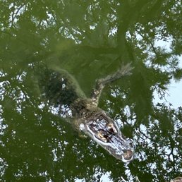 Small alligator in the tributary. Don't worry he won't get you! Small alligator in the tributary. Don't worry he won't get you!