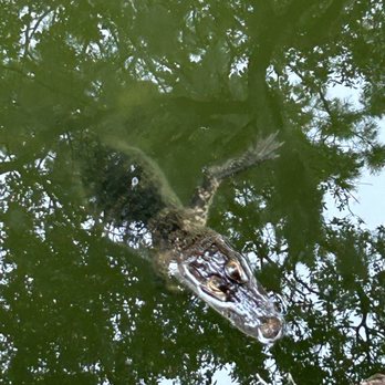 Hurricane Dockside Grill - Small alligator  in the tributary. Don't worry he won't get you! - American Near Me - Tavares, Florida