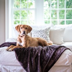 American Blanket Company - Our Luster Loft Pet Blankets are top sellers for good reason - they resist pet hair and protect your furniture!