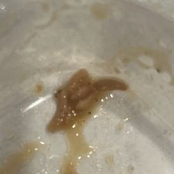 Rey Del Pollo - Picture of maggots in beans