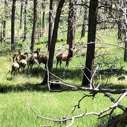 Herd of Elk just a couple miles from camp