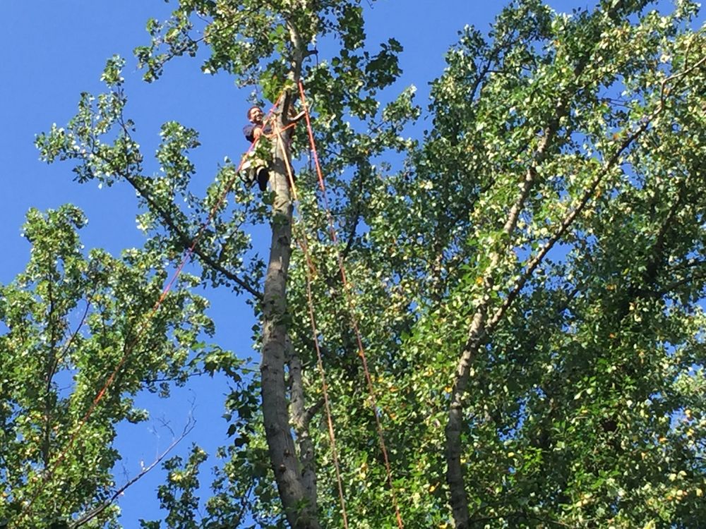 JB Gardens - tree service in Annapolis, MD