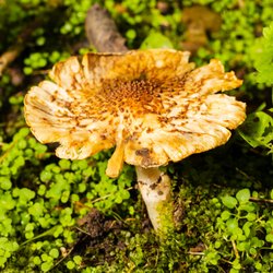 Settlers Cabin Park - A cute little brown mushroom on the panhandle connector trail.