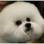 Photo of Pets Of Distinction