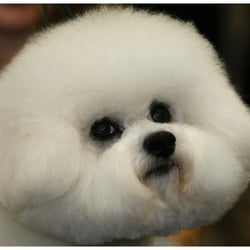 Pets Of Distinction - Professional Grooming in a Family Atmosphere