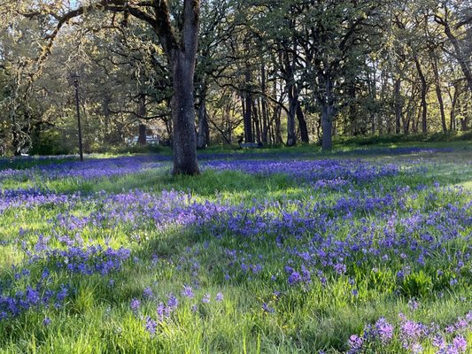 Bush's Pasture Park by null